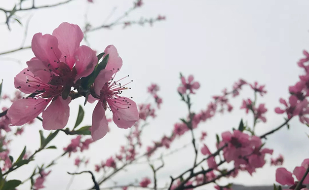 岭草湿地公园 � 踏青 赏花 最是人间四月天